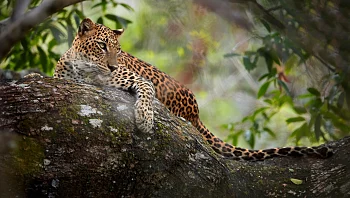 נהג האמבולנס סירב להמשיך בנסיעה כי "ראה נמר" – והחולה מתה