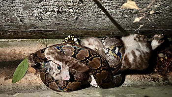 צפו: יצא להאכיל חתולים ברחוב - ונקלע לסיטואציה הזויה