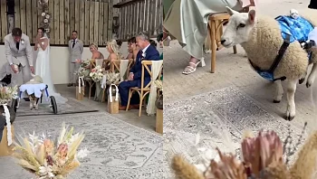 כבשה נכה שימשה כנושאת טבעת בחתונה מרגשת