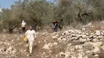 אבנים יודו על פעילי שמאל במסיק זיתים בשומרון, 2 נפצעו קל