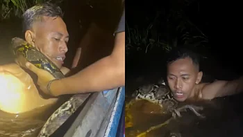 צפו: נחש פיתון תקף מדריך טיולים במהלך מסע ציד נחשים