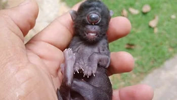 "מעולם לא ראיתי משהו דומה": גור חתולים נולד עם עין אחת