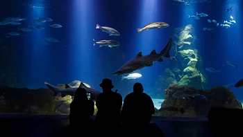 היורה שמע נא: 5 המלצות לפעילויות לכל המשפחה בסופשבוע גשום