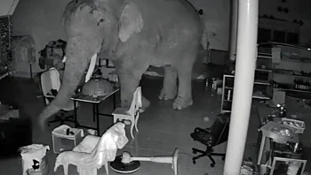 פיל רעב פרץ לחנות - כך הגיבה בעלת המקום | צפו