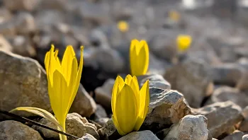 לשבועיים בלבד: טיול מושלם לסופ"ש הקרוב עם פריחה וקפה טוב