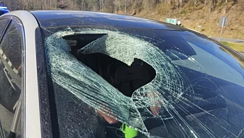 נהגה לעבודה כשלפתע עיט השליך חתול על שמשת הרכב שלה