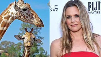 כוכבת 'קלולס': פרס כספי למי שיסייע באיתור הג'ירפות הנעדרות