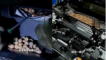 שמע רעשים מוזרים ממכסה המנוע - והסיבה הזויה