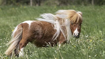 הכירו את פומוקל: "בחיים לא ראיתי סוס כל כך קטן"
