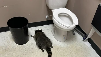 דביבון נתפס שיכור בשירותים של חנות משקאות