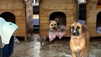 "זה טירוף מה שקורה כאן - קשה מאוד להגן עליהם ככה"