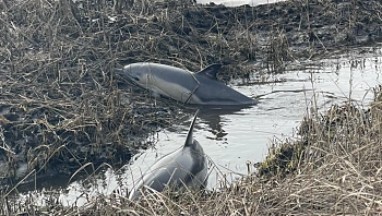הזוי: מצא שני דולפינים חיים תקועים בחצר שלו