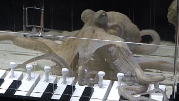 בנה פסנתר מיוחד ולימד את התמנון שלו לנגן עליו