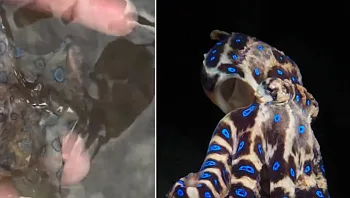 שיחק עם תמנון – ולא ידע שניצל ממוות