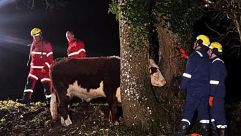 כבאים חילצו פרה שנתקעה בין שני עצים