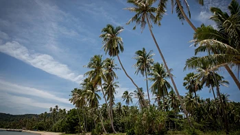 תוך שבוע: שני ישראלים נהרגו בתאונות אופנוע קטלניות בתאילנד