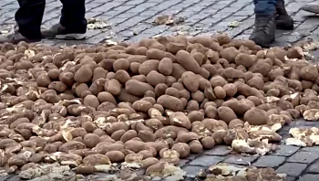 מחאת החקלאים בבלגיה: מאות תפוחי אדמה פוזרו ברחובות