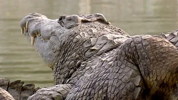 כלא התנינים של טראמפ באלקטרז - וההשראה בישראל