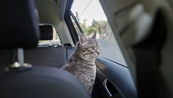 נסעה על הכביש המהיר בטענה שהחתול שלה מוגדר כ"נוסע נוסף"