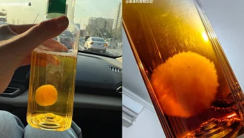 הטרנד שכבש את סין: צעירים מגדלים עובש כחיית מחמד