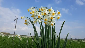 מלך הביצה והבוץ: טיול אל פריחת הנרקיסים, לפני או אחרי הגשמים