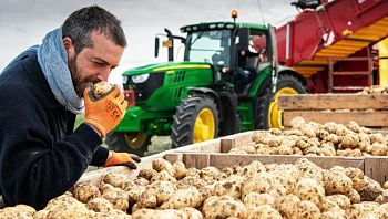 סוגי תפוחי אדמה: מה היא הבחירה הנכונה עבורך