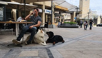 אחרי שאילפנו מאות גורים: זו הסיבה שרוב הכלבים בישראל מפתחים בעיות התנהגות