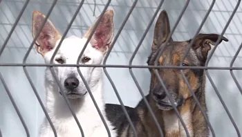 סמל סטטוס: המוני כלבים במכלאות - רק כי לא נולדו לגזע מבוקש