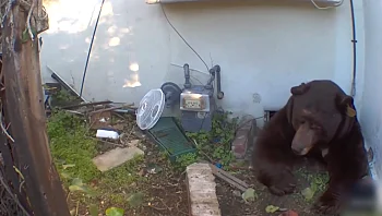 פולש לא שגרתי: הדוב שהשתלט על הבית - ומסרב לעזוב