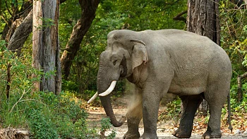 17 אנשים נהרגו בשבוע אחד - האשם? פיל