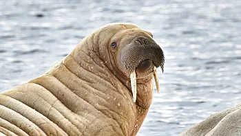 המסעדה מבקשת מהציבור: עזרו לנו בחיפוש אחר איבר המין שנגנב