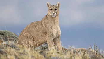 לא ציפינו: פומות החלו לצוד פינגווינים - והסיבה לכך מפתיעה