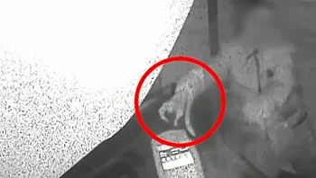 הגל נמשך: שני נהגי אוטובוס הותקפו בנתניה ובביתר עילית