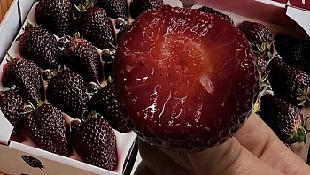 התותים השחורים שהפכו לטרנד החדש של החורף - והמחיר המטורף