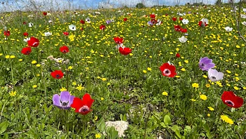 דגל היופי: העיר הזו הוכתרה כ"עיר היפה בישראל"