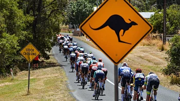 בזמן מרוץ אופניים: קנגורואים פרצו למסלול - ופגעו ברוכבים