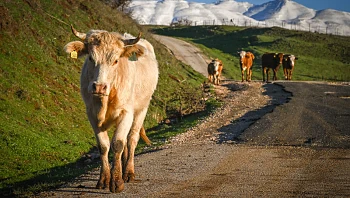 התחזית לשבת: עלייה קלה בטמפרטורות, מזג אוויר נאה ונוח