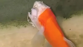 שנהיה לזנב: הדג ששרד שבועיים בלי ראש - ואיך זה קרה?