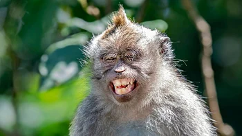 משחקים בנו? הקופים שהוכיחו שיש להם דמיון מפותח 