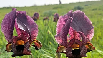 פרחים, נוף וקפה: 3 טיולי פריחה מרהיבים לזמן קצר בלבד