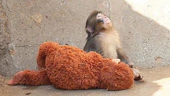 לא נפרד מהבובה: הקוף שמרגש את העולם