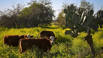התחזית לשבת: ירידה בטמפרטורות, ייתכן אובך קל