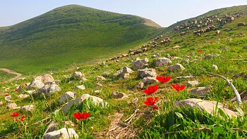 העונה הירוקה: 3 סיבות לצאת לבילוי בטבע דווקא עכשיו