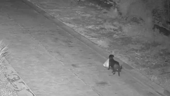 גבר אילף את הכלב שלו לבצע עבירה במקומו, אבל אז העירייה עלתה עליו