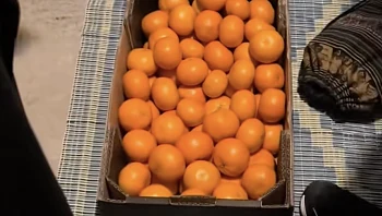 מהשכן החתיך לזאת שמגיעה עם קלמנטינות: סיפורים מהמקלט