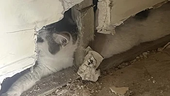 החתולה נעלמה לשבועיים - ואז מצאו אותה כלואה בתוך הקיר