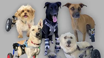 הכי חמוד שתראו: הכירו את להקת הכלבים הנכים ששברה את הרשת