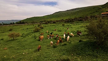 "חיכתה לנו הפתעה": פרות חסמו את הדרך על רקע היירוטים - צפו