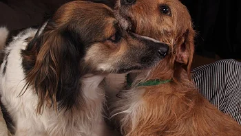 לא רק יבש: המעבר לתזונה טבעית וחטיפי בריאות לכלבים