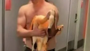 תייר הגיע לצפות בפלמינגו - ולקח איתו אחד לחדר המלון